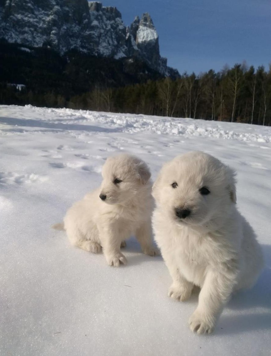 Maremmen Abruzzen Herdenschutz Schäferhunde aus Südtirol