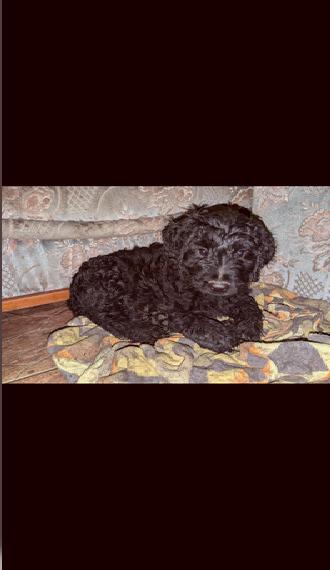 Briard Welpen zu Verkaufen