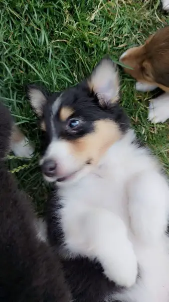 Wunderschöne Collie-Welpen zu verkaufen