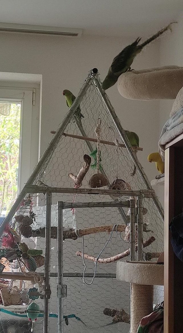 Alexandrasittich, wahrscheinlich Henne