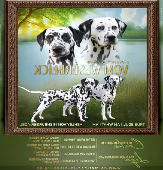 Dalmatinerwelpen in Niedersachsen mit VDH Papieren