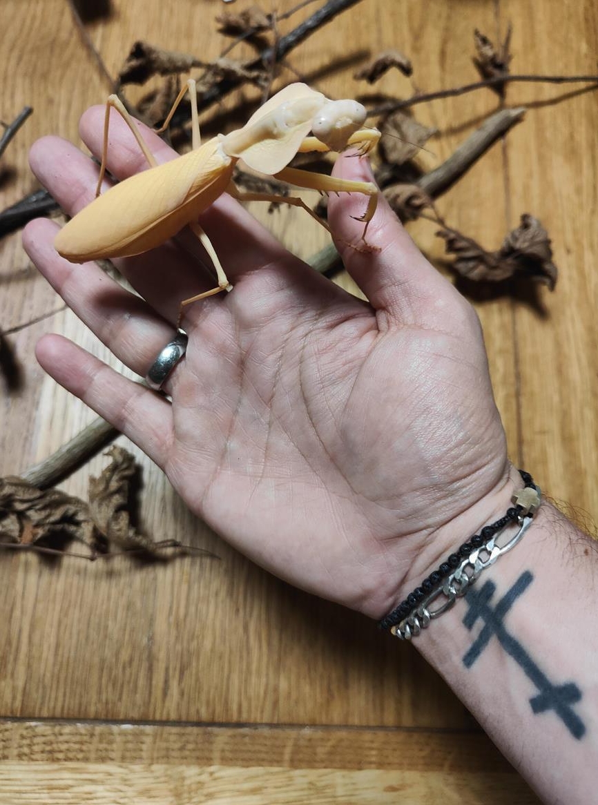 Gottesanbeterinnen / Mantiden zu verkaufen