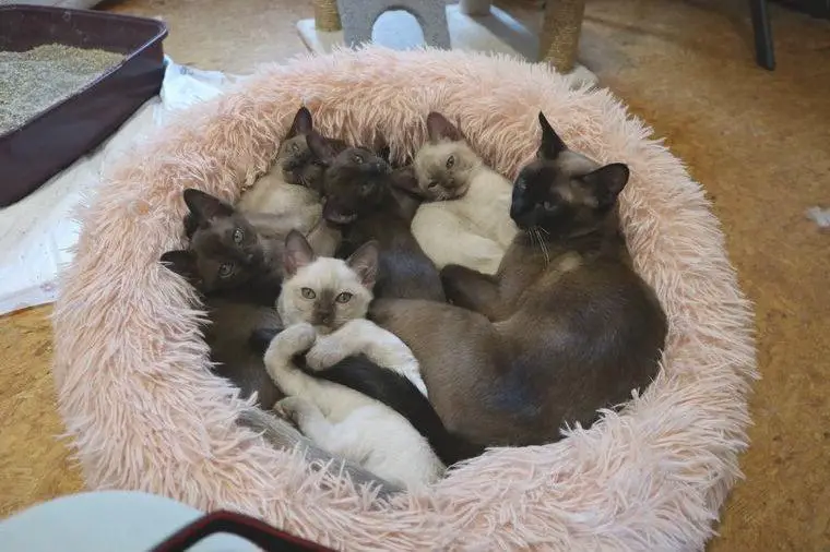 Zauberhafte Burma-Kitten suchen liebevolles Zuhause