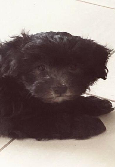 Havapoo Welpen mit Ahnentafel, F1 Generation