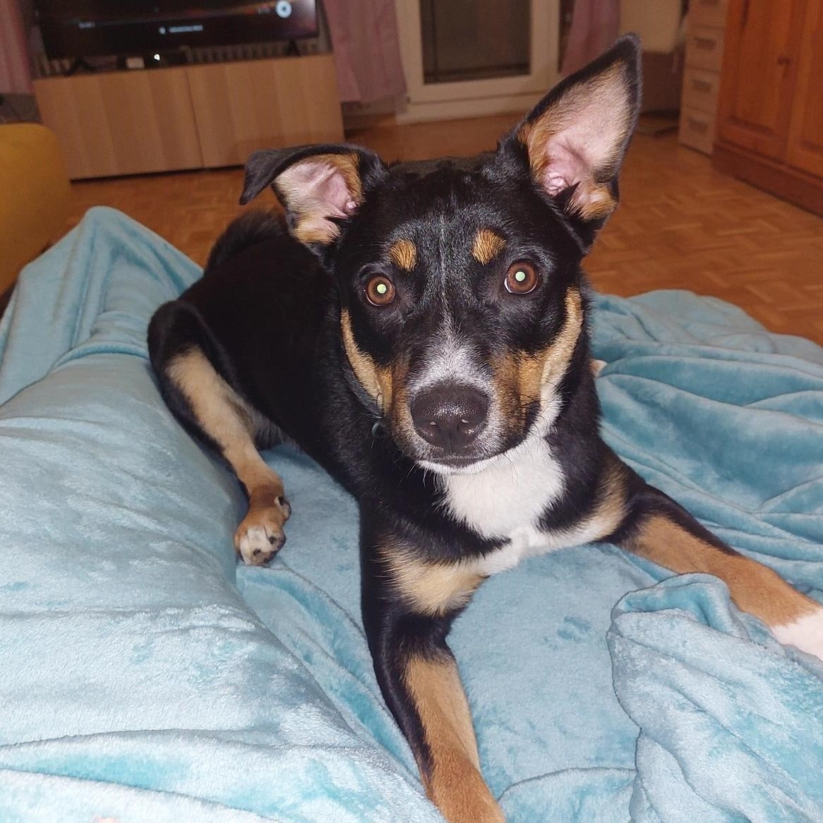 Appenzeller Mischlingsrüde abzugeben