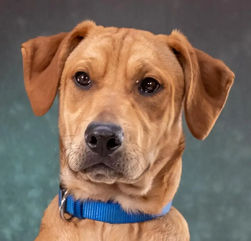 Mischlingswelpen Chanan & Caesar, 2 allerliebste Hundekinder