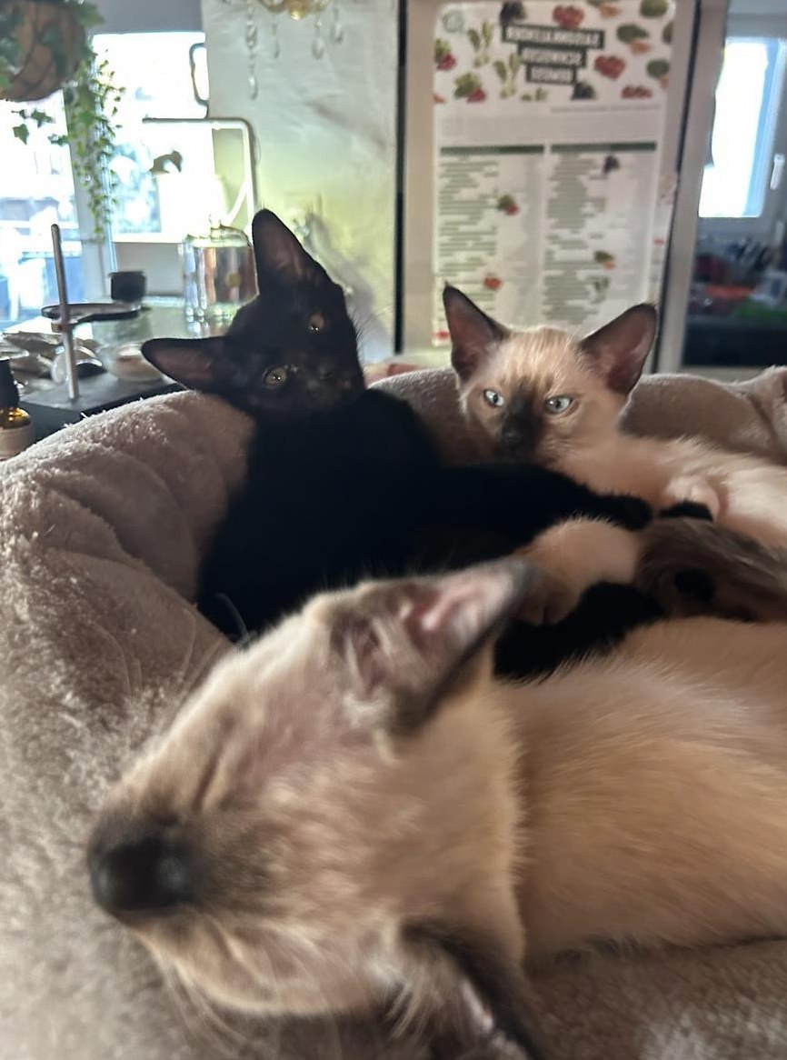 Siam mix Kitten, 2 Jungs und 1 Mädchen
