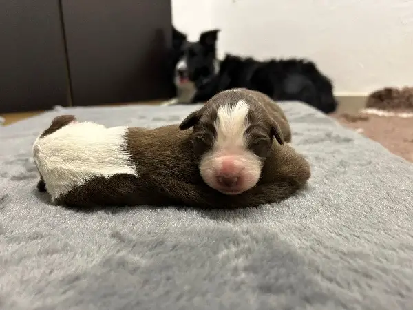 Australian Shepherd-Border Collie Rüden