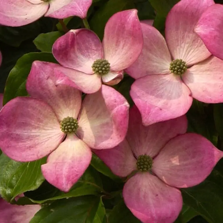 Japanischer Blumenhartriegel Satomi