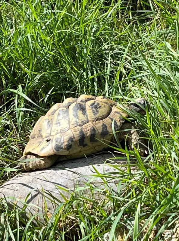 3 Griechische Landschildkröten GRATIS abzugeben
