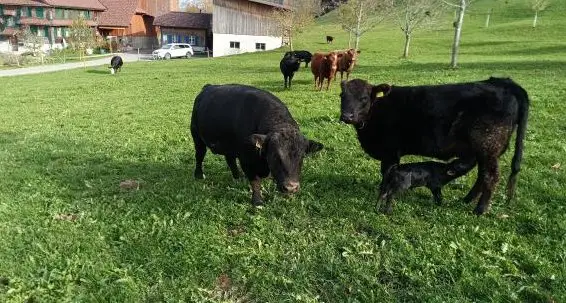 Dexter/Lowline Stier zu vermieten, verkaufen oder tauschen