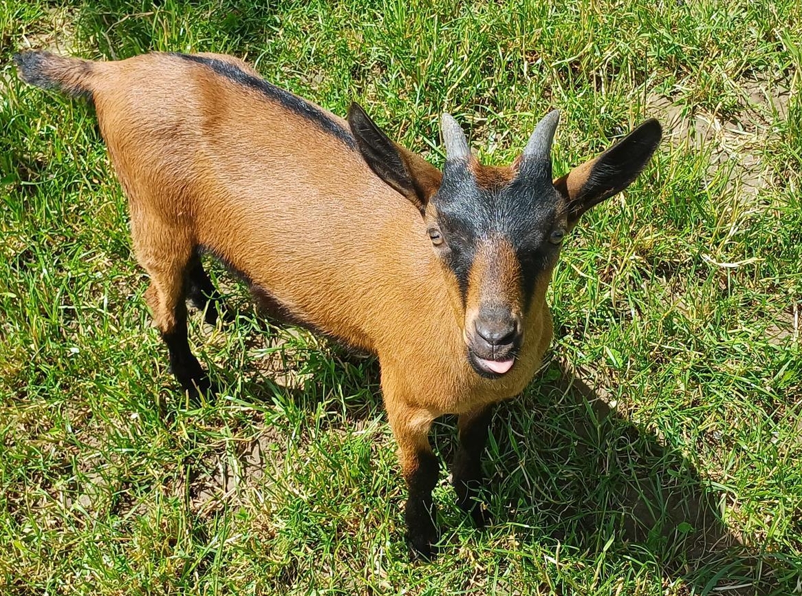 1 Gitzi Gemsfarbige Gebirgsziege weiblich zu verkaufen