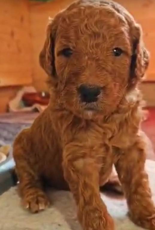 Goldendoodle F1BB WELPEN