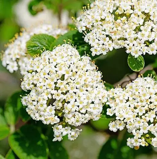Wolliger Schneeball Einheimisch