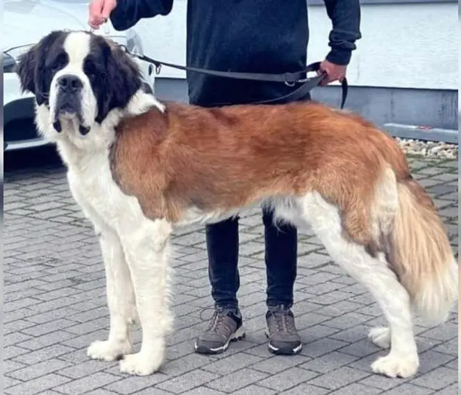 Bernhardiner -Welpen