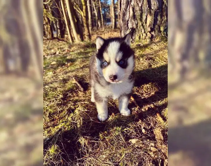 Prachtvolle Pomsky Welpen