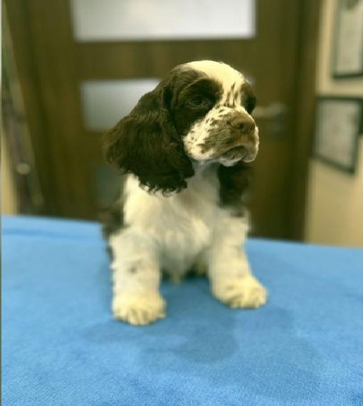 American Cocker Spaniel Rüde auf der Suche nach einer liebevollen Familie