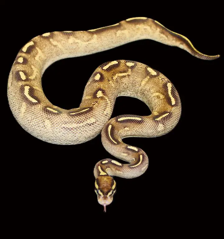 0.1 Super Gravel, Dark Line