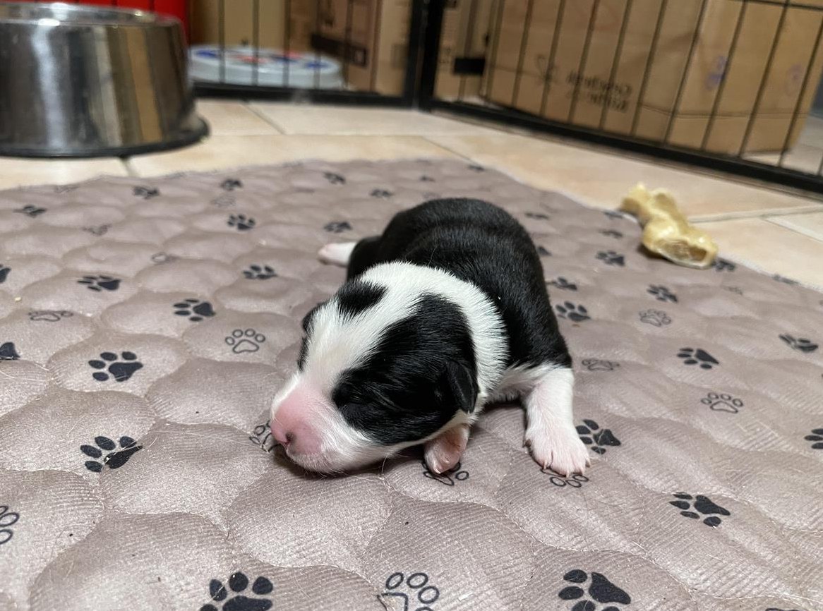 Miniature American Shepherd Welpen