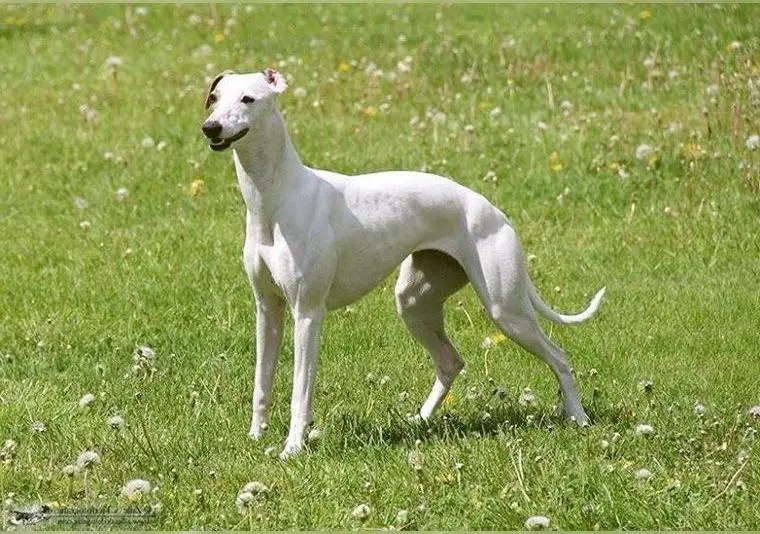 Whippets suchen ein Zuhause