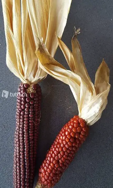 Rarität Roter Tessiner Mais