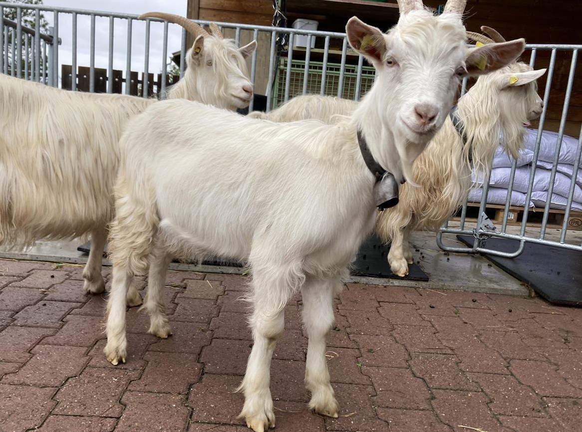 Capra Sempione Mix Ziegenbock, kastriert