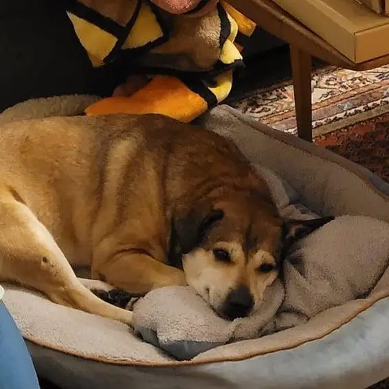 Mischlingshund klein, Senior sucht ein Zuhause