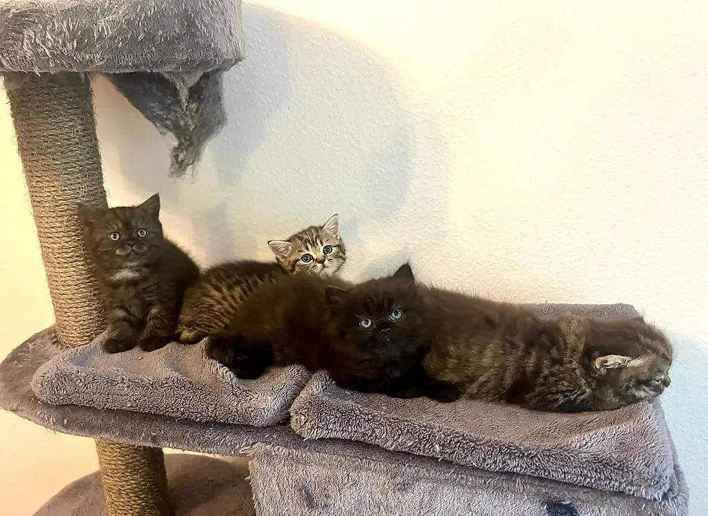 Wunderschöne PerserxBKH-Kitten suchen ihren Top-Lebensplatz