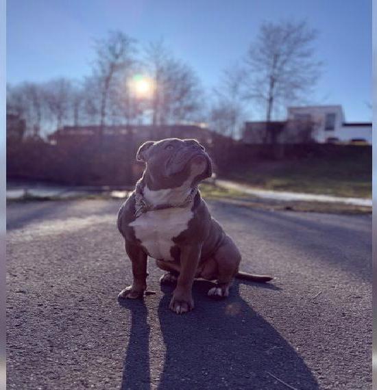 OEB x American Bully Dame sucht Traumschloss.