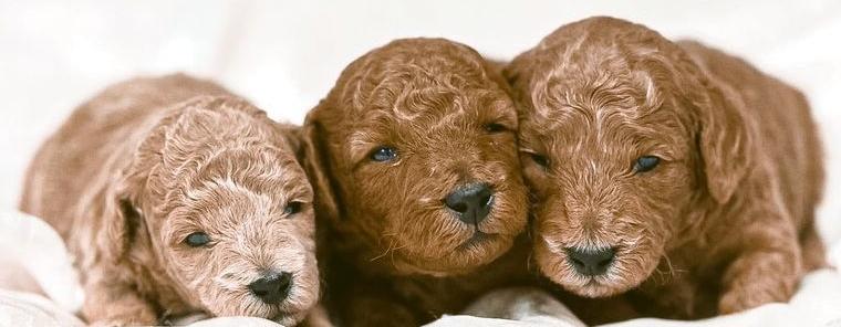 Zwergpudel, Pudel-Welpen in Rot/Apricot, Das perfekte Ostergeschenk