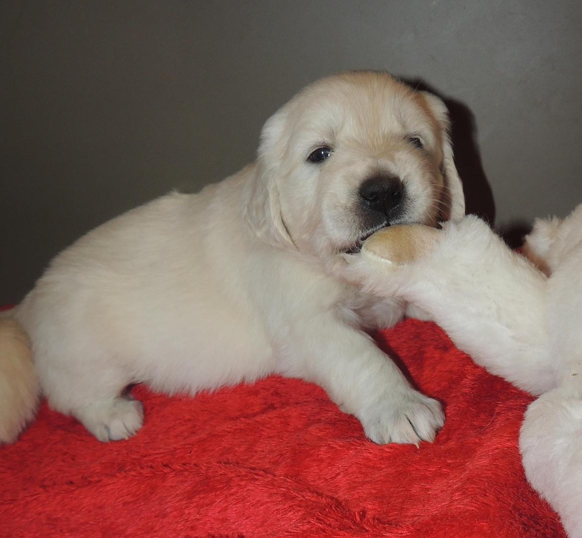 Golden Retriever Welpen zu verkaufen