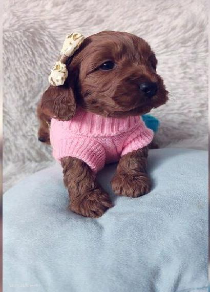 Cockapoo Mädchen