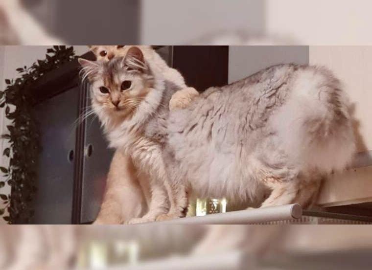 Somalis in den Farben ruddy, sorrel, sorrel-silber, black-silber und blue-silber