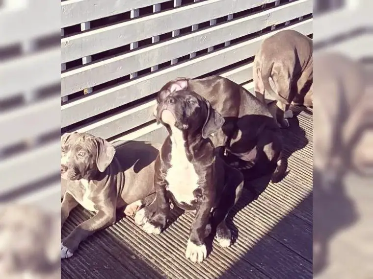 American Bully xl Welpen