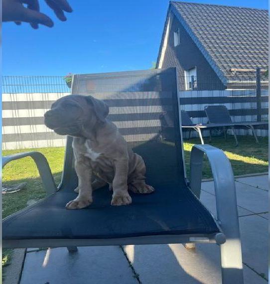 Cane Corso Welpen abgabeberet