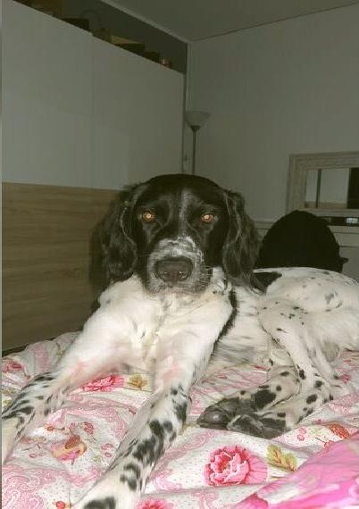 Grosser Münsterländer sucht dringend ein neues Zuhause