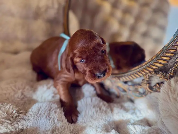 Irish Setter Welpen mit Papieren