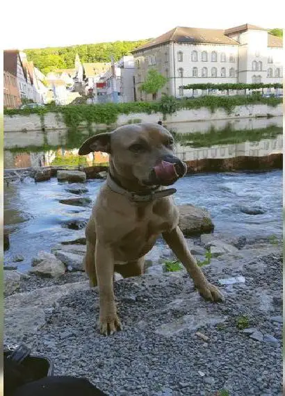 Pitbull Hündin