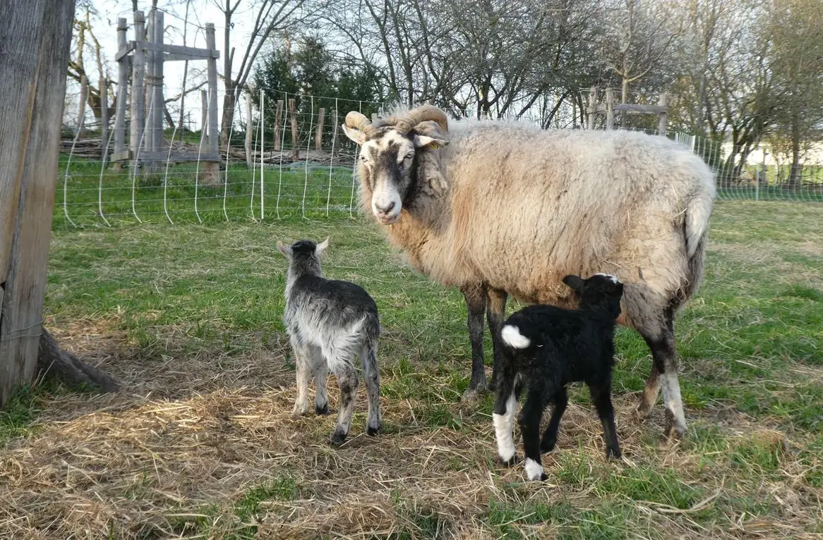 Lammfleisch vom Guteschaf zu verkaufen