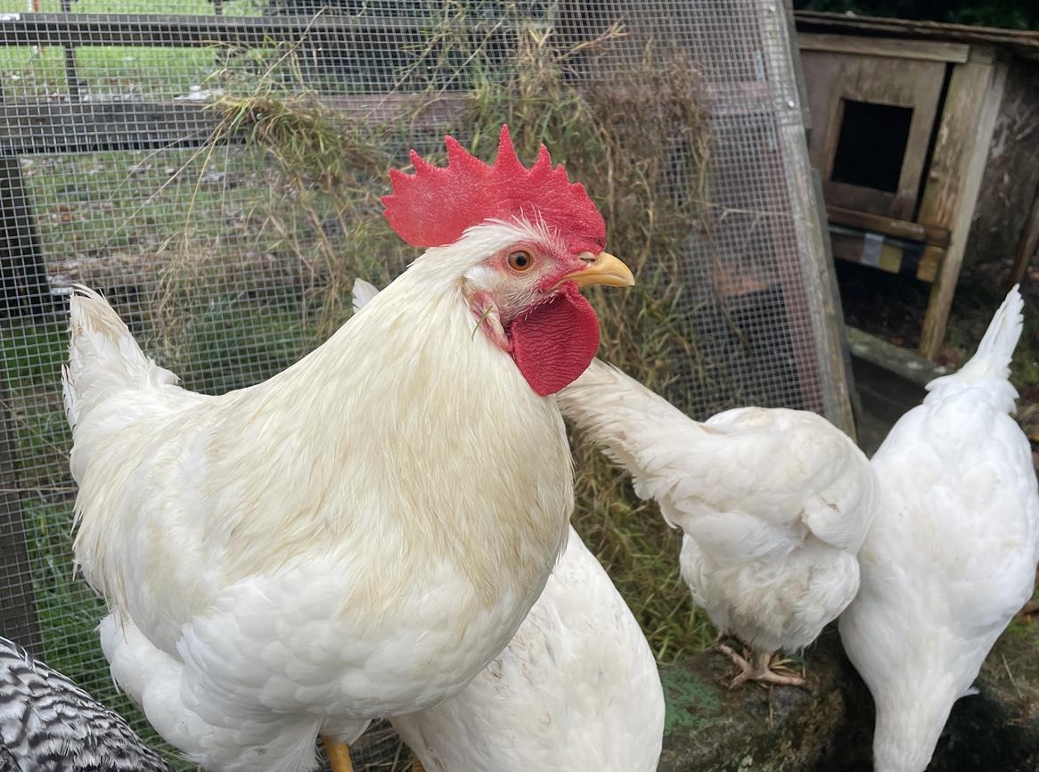 Junghähne zu verschenken, Legehuhn und Amrock Mischung