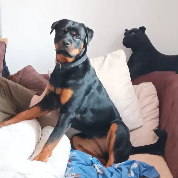 Rottweiler Hündin
