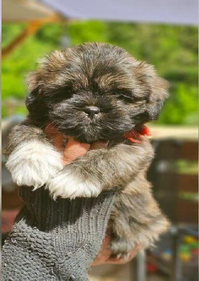 Lhasa-apso Welpen ähnlich Bolonka zwetna