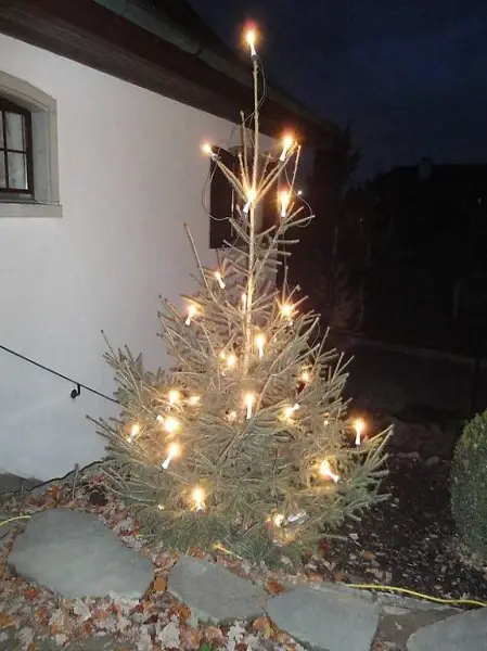  Tannenbaum ,Christbaum, Rottanne