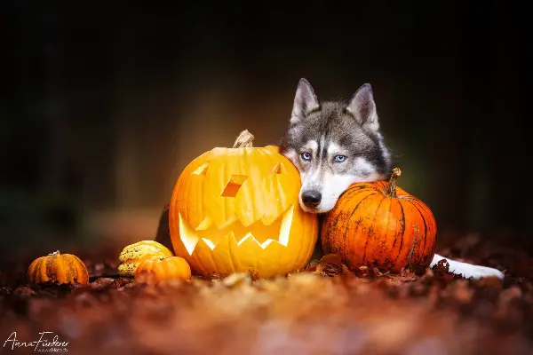 Siberian Husky Deckrüde