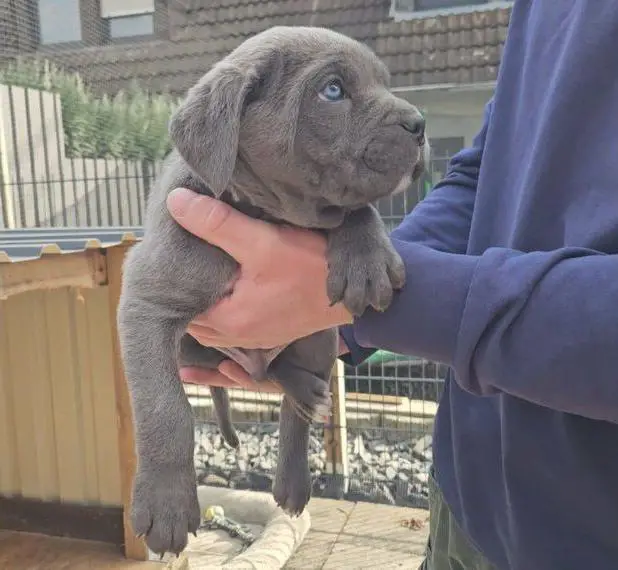 Cane corso Welpen