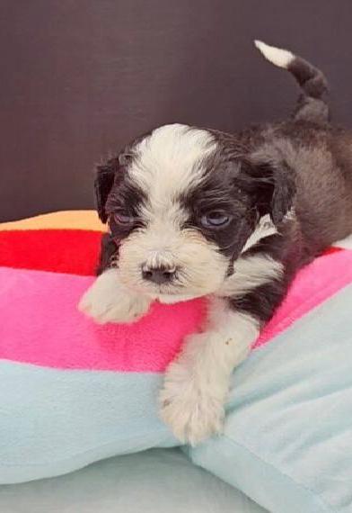 Reinrassige Havaneser Welpen