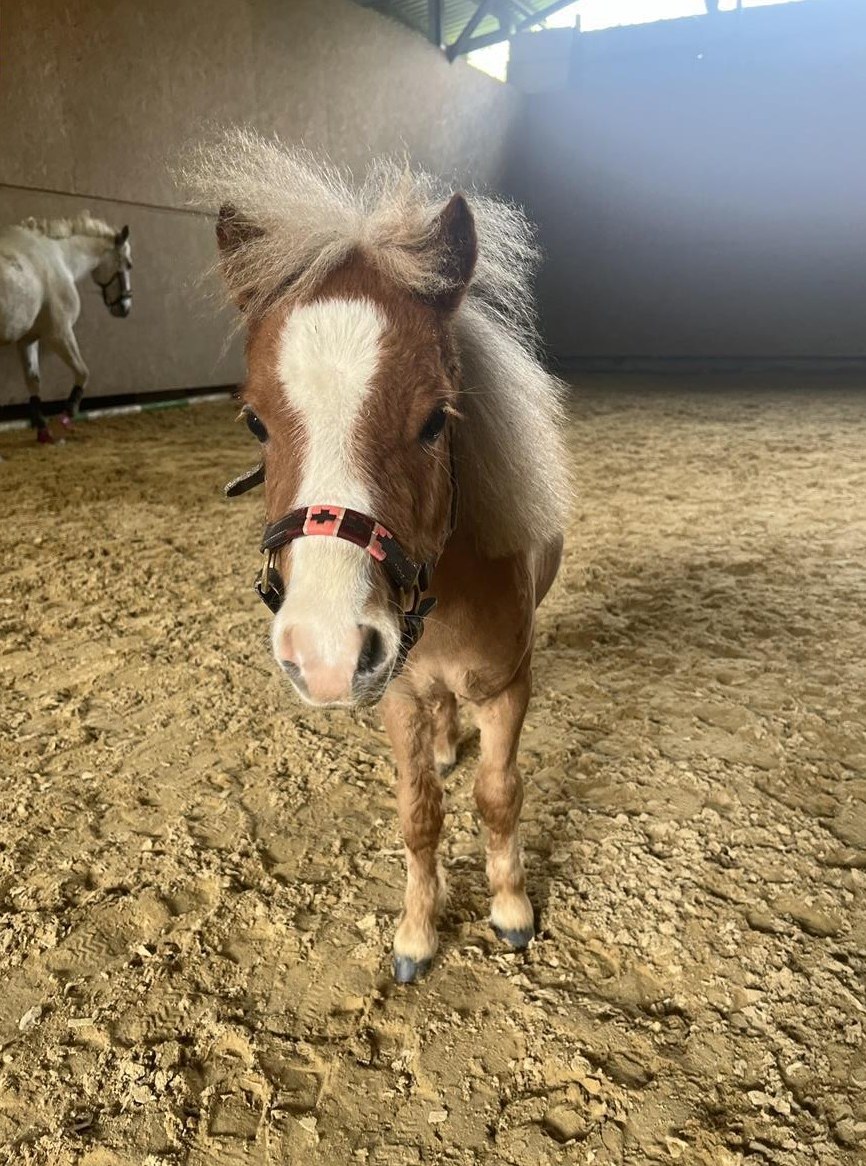 Mini Shetty Hengstli sucht 5-Sterne Zuhause