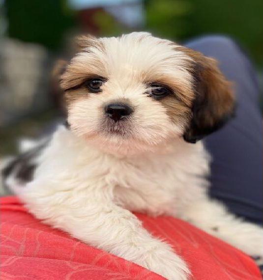 Lhasa Apso Welpen