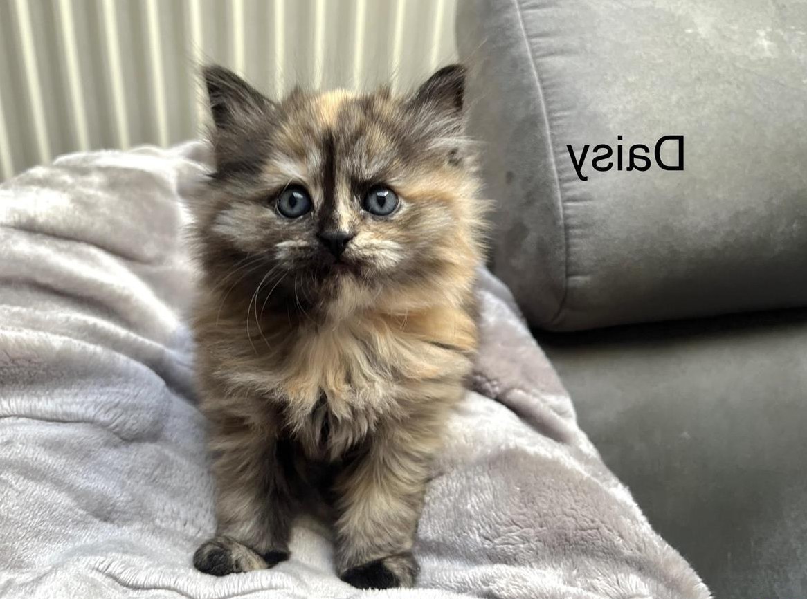 Sibirische Waldkatze mix Kitten suchen Zuhause