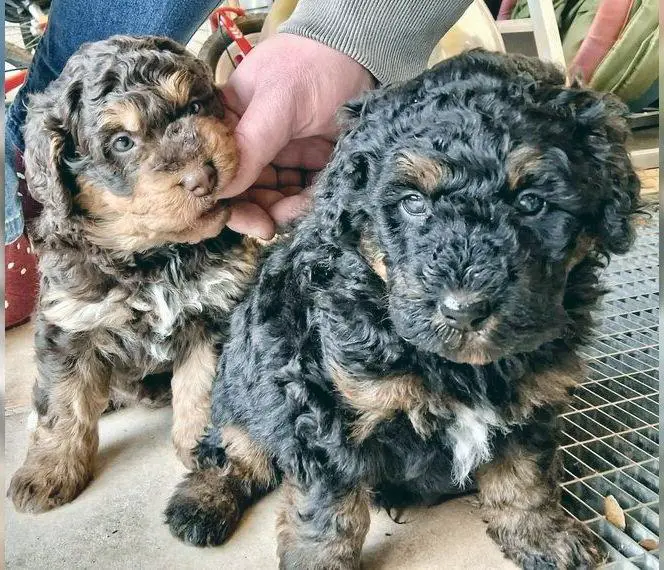 Bernedoodle Welpen medium (F1B) , mit Papieren.
